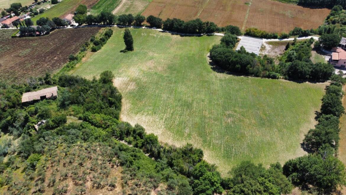 Gradassi pianta 8000 olivi biologici pari a 20 ettari