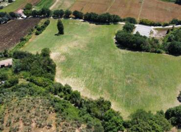 Gradassi pianta 8000 olivi biologici pari a 20 ettari